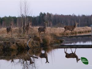 Кліматичні зміни порушили звичний ритм життя тварин